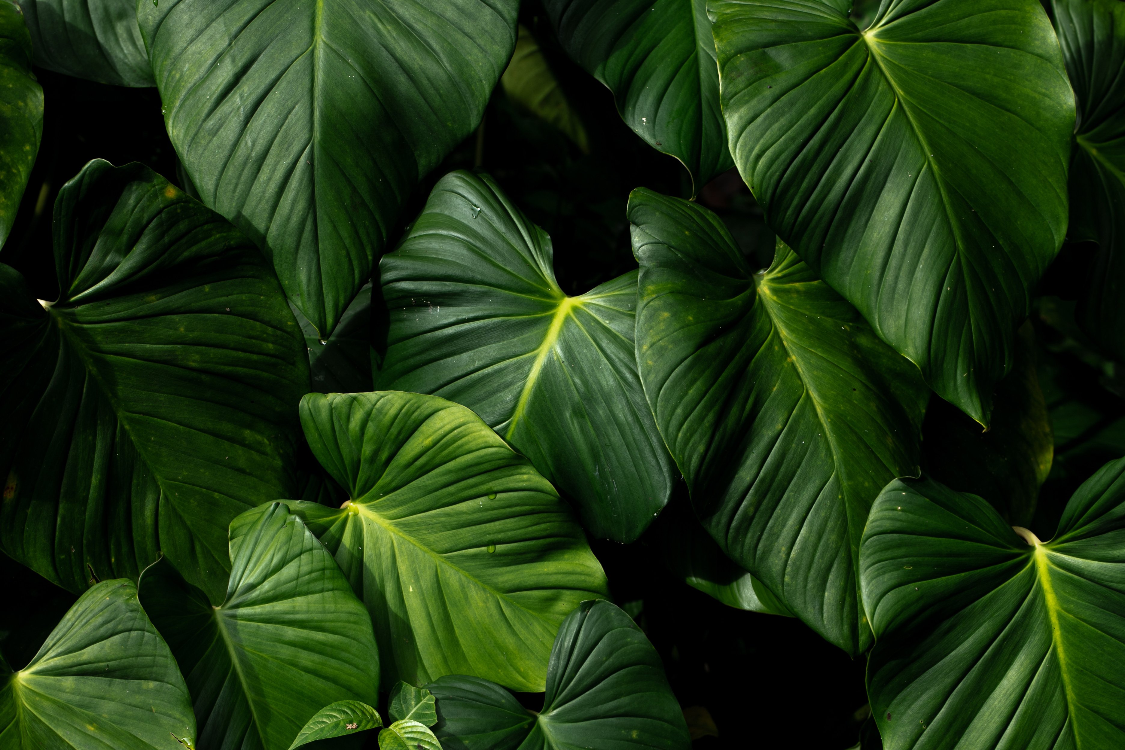 Big Green Leaves